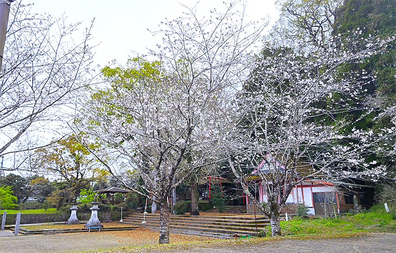 花見に行かれてはどうでしょう?