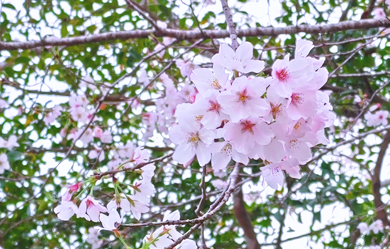 花見に行かれてはどうでしょう?