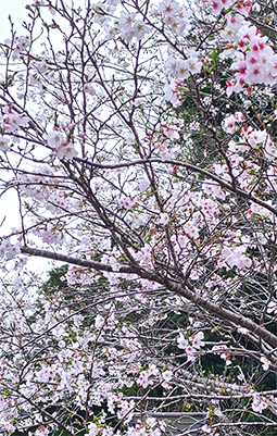 花見に行かれてはどうでしょう?