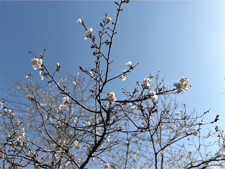 春の足音