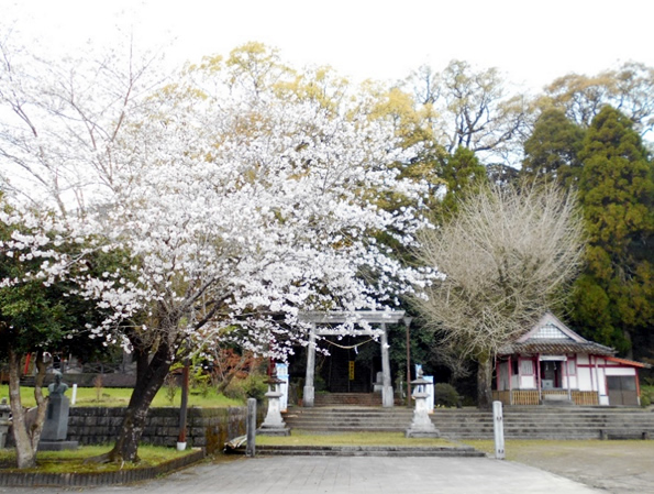 春・桜満開