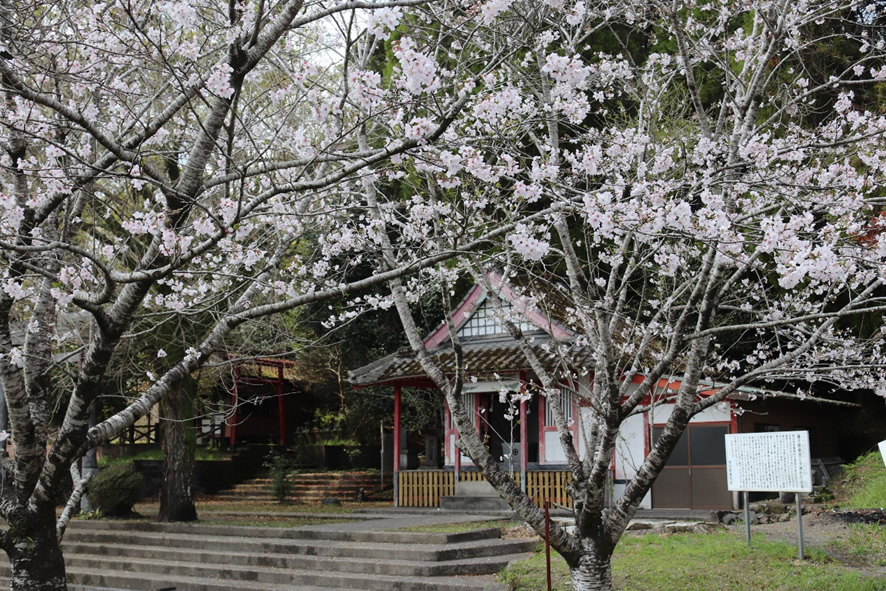 桜の季節