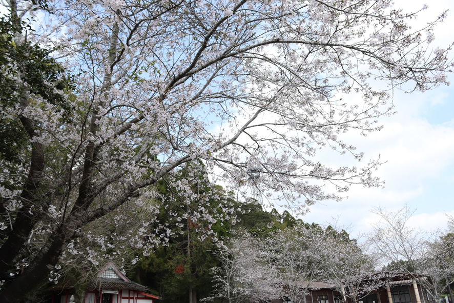桜の季節
