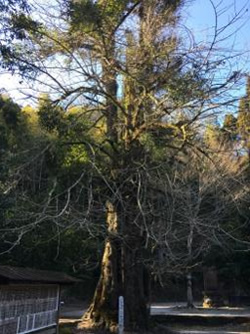 投谷八幡宮